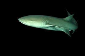 Image result for Nebrius ferrugineus