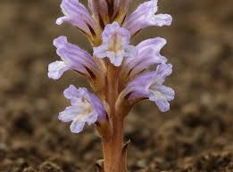 Attēlu rezultāti vaicājumam “Orobanchaceae”