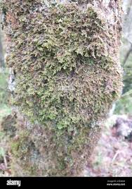 Attēlu rezultāti vaicājumam “Frullania tamarisci”