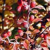 Attēlu rezultāti vaicājumam “Cotoneaster divaricatus fruit”
