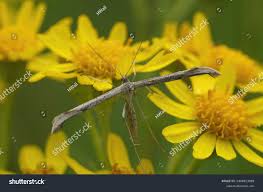 Attēlu rezultāti vaicājumam “Platyptilia gonodactyla imago”