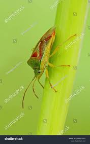 Attēlu rezultāti vaicājumam “Elasmostethus interstinctus imago”