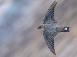 Image result for Ptyonoprogne rupestris