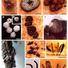 Attēlu rezultāti vaicājumam “Colloderma oculatum plasmodium”