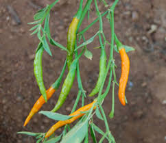 Afbeeldingsresultaat voor thai yellow hot pepper