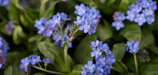 Attēlu rezultāti vaicājumam “Myosotis sylvatica flower”
