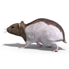 Attēlu rezultāti vaicājumam “Cricetidae”