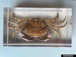 Image result for Carcinus maenas