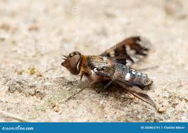 Attēlu rezultāti vaicājumam “Exoprosopa capucina”