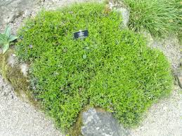 Attēlu rezultāti vaicājumam “Polygalaceae”