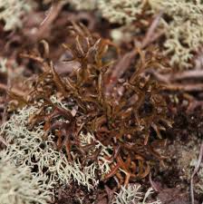 Attēlu rezultāti vaicājumam “Cetraria ericetorum”