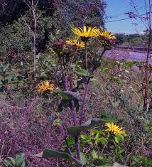 Image result for Inula helenium