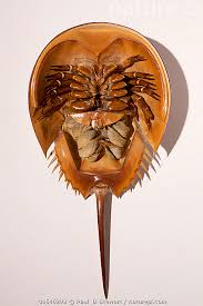 Image result for Limulus polyphemus