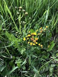 Attēlu rezultāti vaicājumam “Crepis biennis”