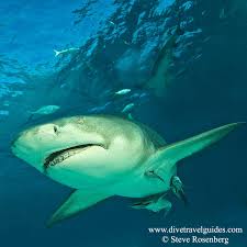 Image result for Negaprion brevirostris