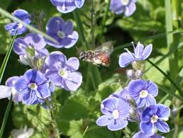 Attēlu rezultāti vaicājumam “Veronica chamaedrys flower”