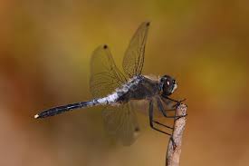 Attēlu rezultāti vaicājumam “Leucorrhinia albifrons”