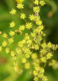 Attēlu rezultāti vaicājumam “Filipendula vulgaris fruit”