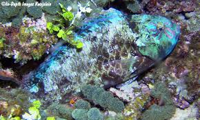 Image result for Calotomus carolinus