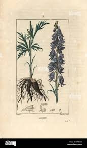 Attēlu rezultāti vaicājumam “Aconitum napellus leaf”