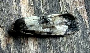 Attēlu rezultāti vaicājumam “Cochylis dubitana”