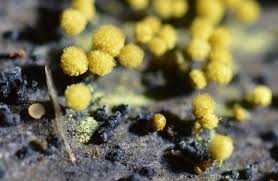 Attēlu rezultāti vaicājumam “Hemitrichia calyculata stalked”