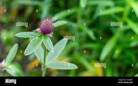 Attēlu rezultāti vaicājumam “Trifolium alpestre”