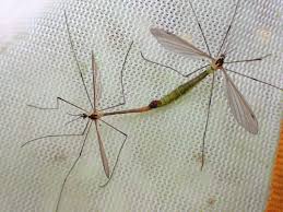 Attēlu rezultāti vaicājumam “Tipulidae”