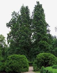Attēlu rezultāti vaicājumam “Quercus robur Fastigiata”