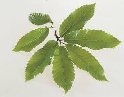 Attēlu rezultāti vaicājumam “Castanea sativa  leaf”
