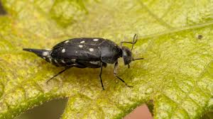 Attēlu rezultāti vaicājumam “Mordellidae”