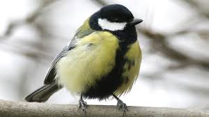 Attēlu rezultāti vaicājumam “Parus major”