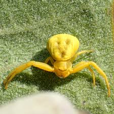 Image result for crab spider