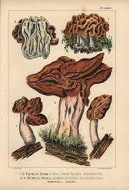 Attēlu rezultāti vaicājumam “Gyromitra gigas”