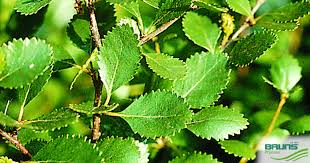 Attēlu rezultāti vaicājumam “Betula humilis”