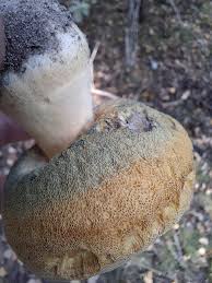 Attēlu rezultāti vaicājumam “Gyroporus cyanescens”