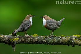 Attēlu rezultāti vaicājumam “Cinclus cinclus adult”