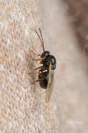 Attēlu rezultāti vaicājumam “Cynipidae”