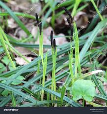 Attēlu rezultāti vaicājumam “Carex pilosa flower”