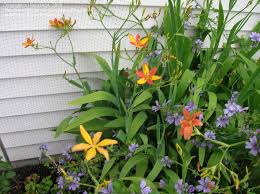 Image result for Pardancanda norrisii