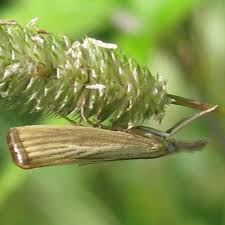 Attēlu rezultāti vaicājumam “Agriphila tristella”