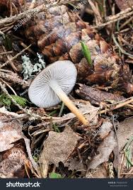 Attēlu rezultāti vaicājumam “Strobilurus esculentus”