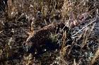 Gila monster reptile public - via Daymix