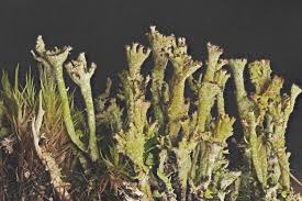 Attēlu rezultāti vaicājumam “Cladonia phyllophora”