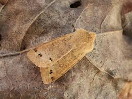 Attēlu rezultāti vaicājumam “Orthosia munda”