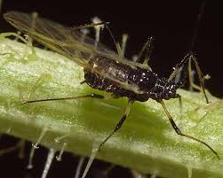 Attēlu rezultāti vaicājumam “Uroleucon cirsii”