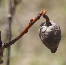 Attēlu rezultāti vaicājumam “Rabdophaga salicis”