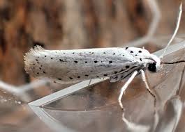 Attēlu rezultāti vaicājumam “Nicrophorus investigator imago”