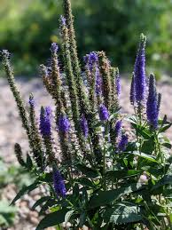 Attēlu rezultāti vaicājumam “Plantaginaceae”