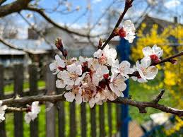 Attēlu rezultāti vaicājumam “Prunus armeniaca”